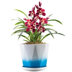 Colorful Ceramic Planter Set