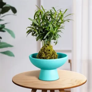 6 Inch Modern Planters - Clean Lines & Bold Colors