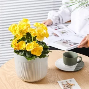Ribbed Texture Ceramic Flower Pots Collection 12cm - Ideal for Indoor Plant Display