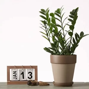 8 Inch Scandinavian Mini Ceramic Planter Stand - Decorative and Modern