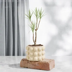 JW01001.13-Lemon Tulle-1