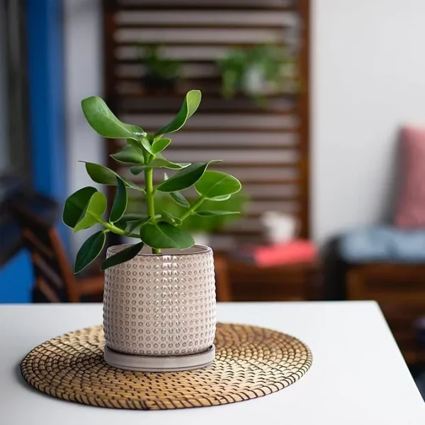 Modern Beige Textured Ceramic Flower Pot – Wholesale Patterned Indoor Planter with Drainage (3)