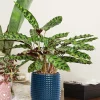 Modern Dark Blue Textured Ceramic Flower Pot – with Drainage (3)
