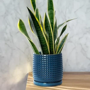Modern Dark Blue Textured Ceramic Flower Pot – with Drainage (6)