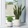 Modern White Textured Ceramic Flower Pot with Drainage (8)