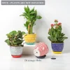 Wholesale Pattern Ceramic Flower Pots – Modern Colorful Planters