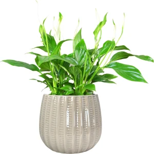 Vertical Ribbed Ceramic Planter for Wholesale