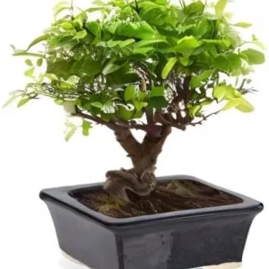 Black Rectangular Ceramic Bonsai Pots Wholesale